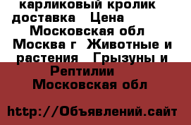 карликовый кролик . доставка › Цена ­ 1 000 - Московская обл., Москва г. Животные и растения » Грызуны и Рептилии   . Московская обл.